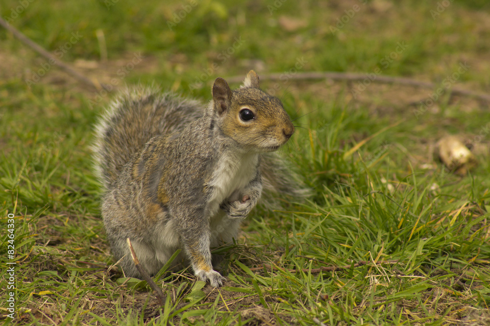 grey squirrel