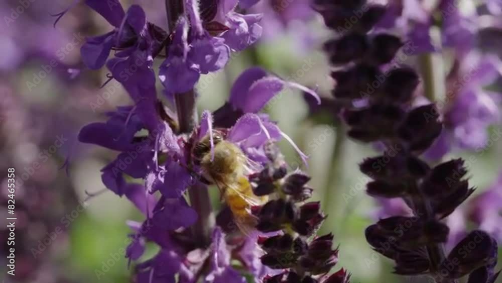 Close up of honey bee pollinating purple flowers / Utah, United States Close up of honey bee pollinating purple flowers / Utah, United States