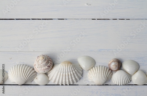 Pretty Shells all in a Row