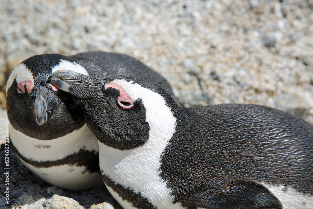 Naklejka premium Jackass Penguins