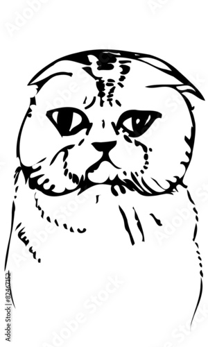 vector sketch beautiful cat muzzle
