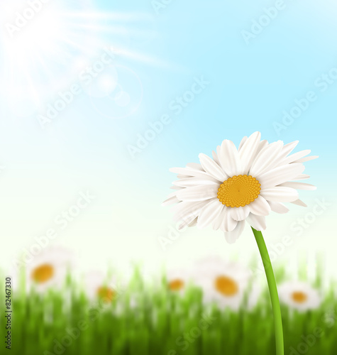 Green grass lawn with white chamomiles flowers and sunlight on s