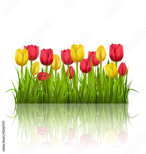 Fototapeta Naklejka Na Ścianę i Meble -  Green grass lawn with yellow and red tulips and reflection on wh