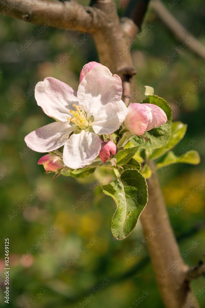 Obraz premium Blossom apple tree