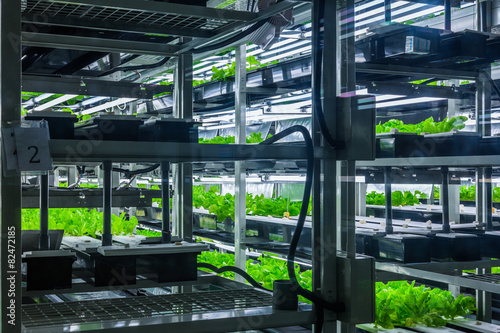 Tablou pe pânză hydroponic system