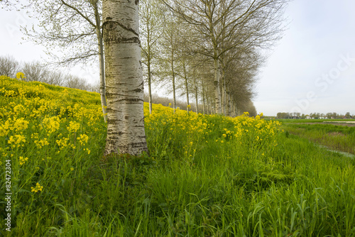 Yellow flowers on a dike in spring