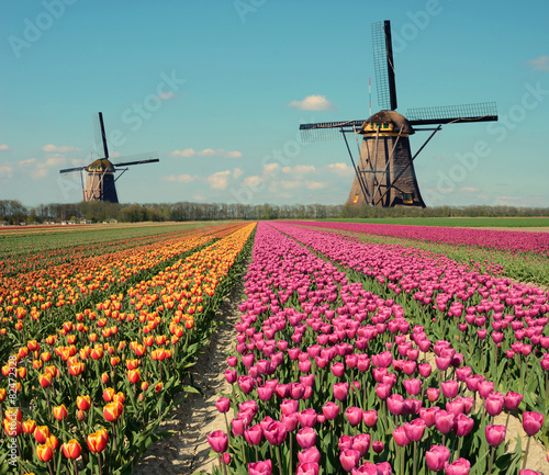 Fantastic landscape with windmills and tulip field in pastel col