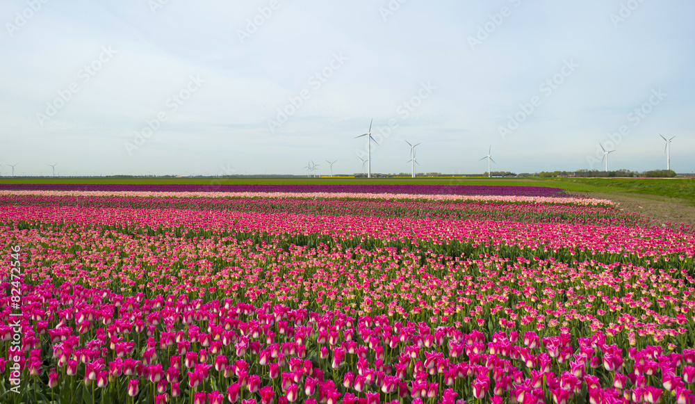 Tulips on a field in spring under a cloudy sky