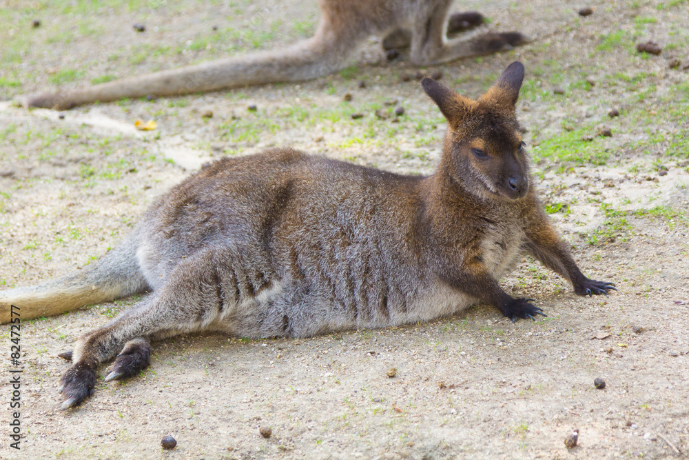 Wallaby de Bennet (Macropus rufogriseus) Wallaby de Bennet (Macropus rufogriseus)