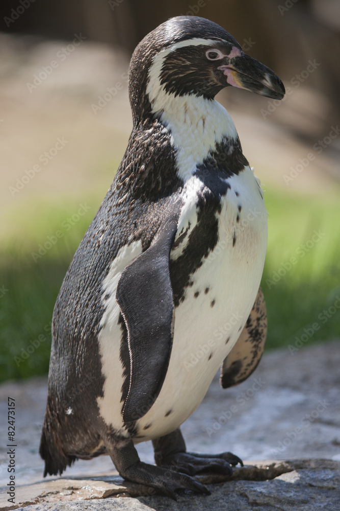 Naklejka premium penguin humboldt