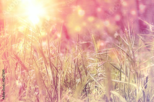 Grass in spring.