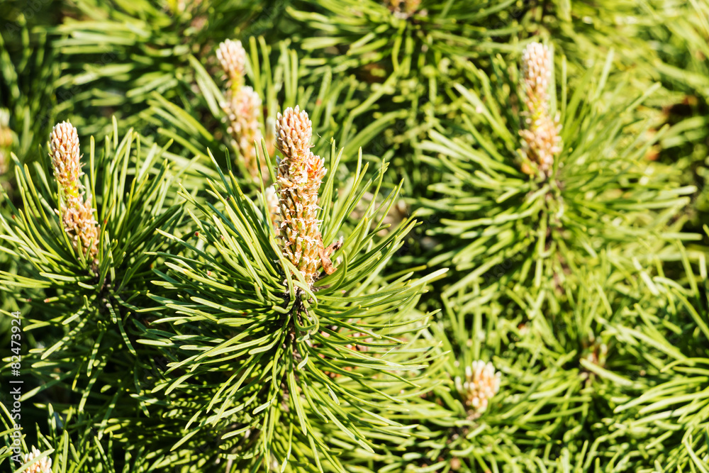 Nadelbaum Nahaufnahme Nadelbaum Nahaufnahme