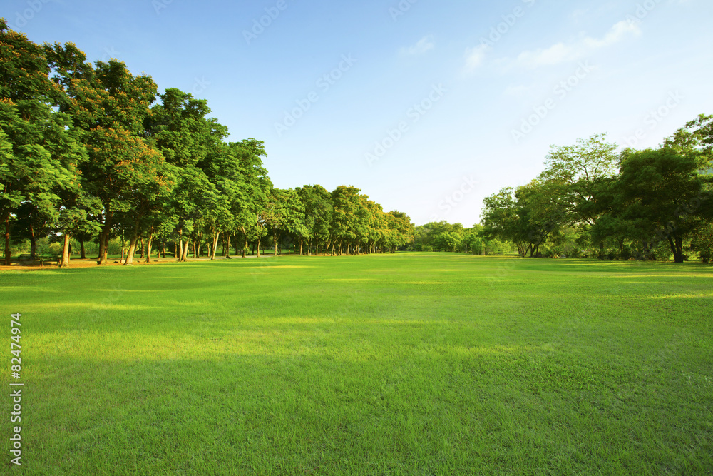 beautiful morning light in public park with green grass field an