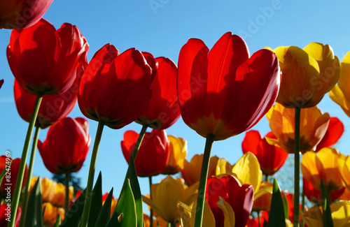 Bunte Tulpen - Farben f  r die Seele
