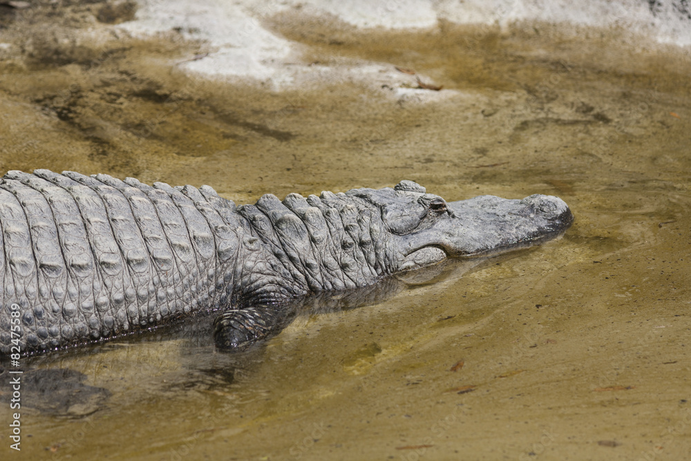 Crocodylia alligator Mississippi