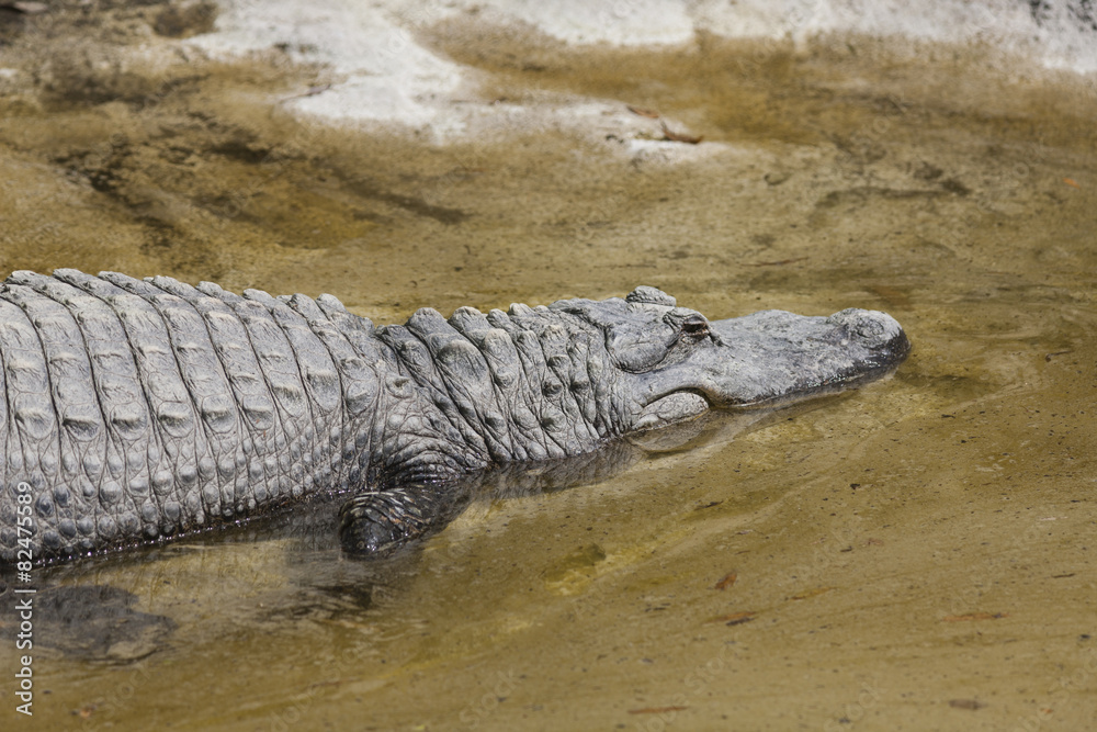 Obraz premium Crocodylia alligator Mississippi
