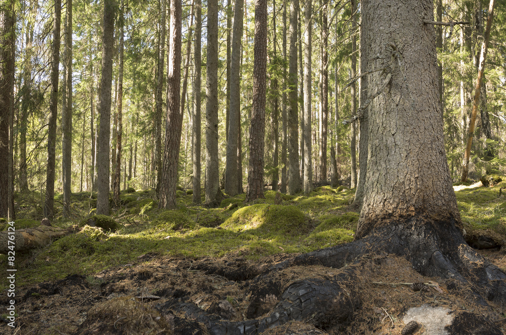 Tree with burnt roots at the edge of a big forest fire Tree with burnt roots at the edge of a big forest fire