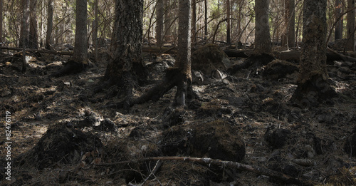 Brunt forest after a big forest fire in Sweden