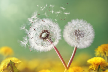 Fotobehang Paardenbloem Paardenbloem in zacht ochtendlicht  © Brian Jackson