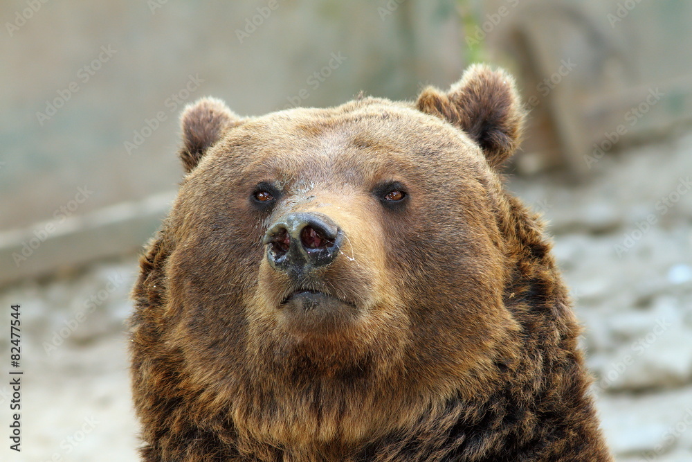 big brown bear portrait
