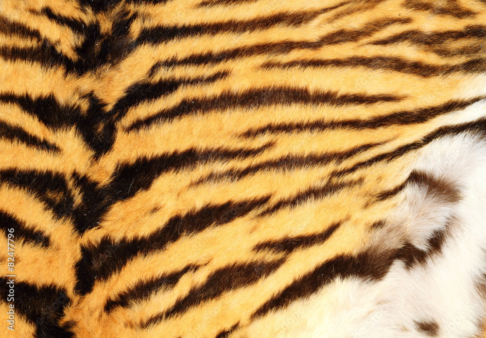 detailed texture of real tiger fur detailed texture of real tiger fur