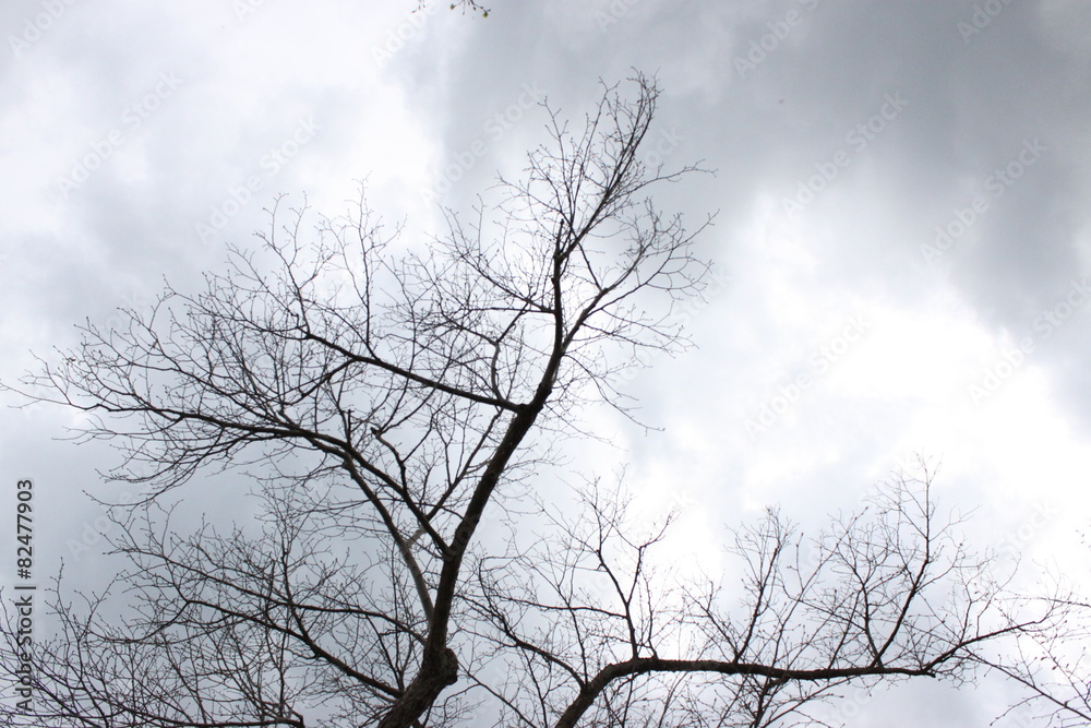 Der kahle Baum und die grauen Wolken