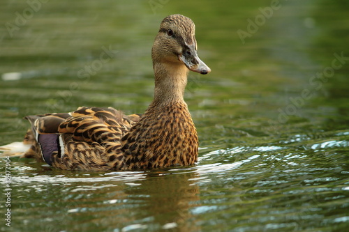 female mallard swimming towards the camera