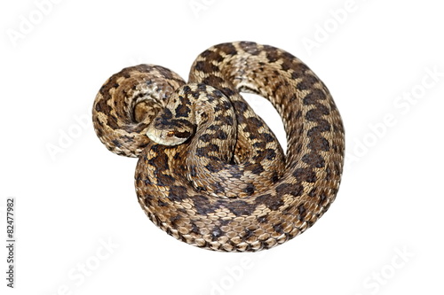 hungarian meadow viper over white photo