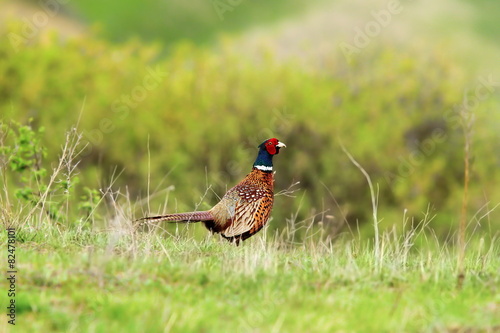 male pheasant in spring