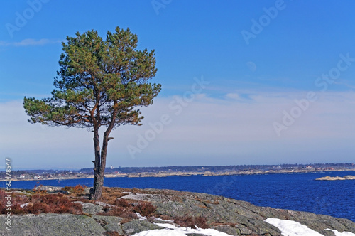 Lonely pine tree on the shore of the fjord