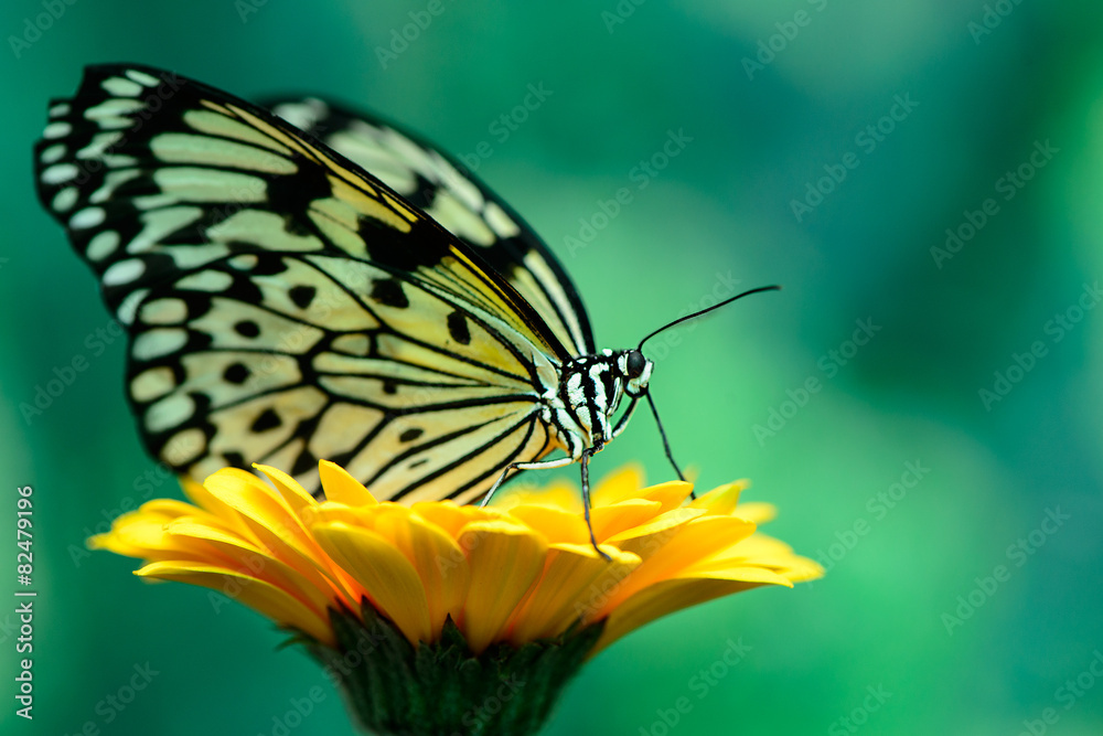 Obraz premium butterfly on flower