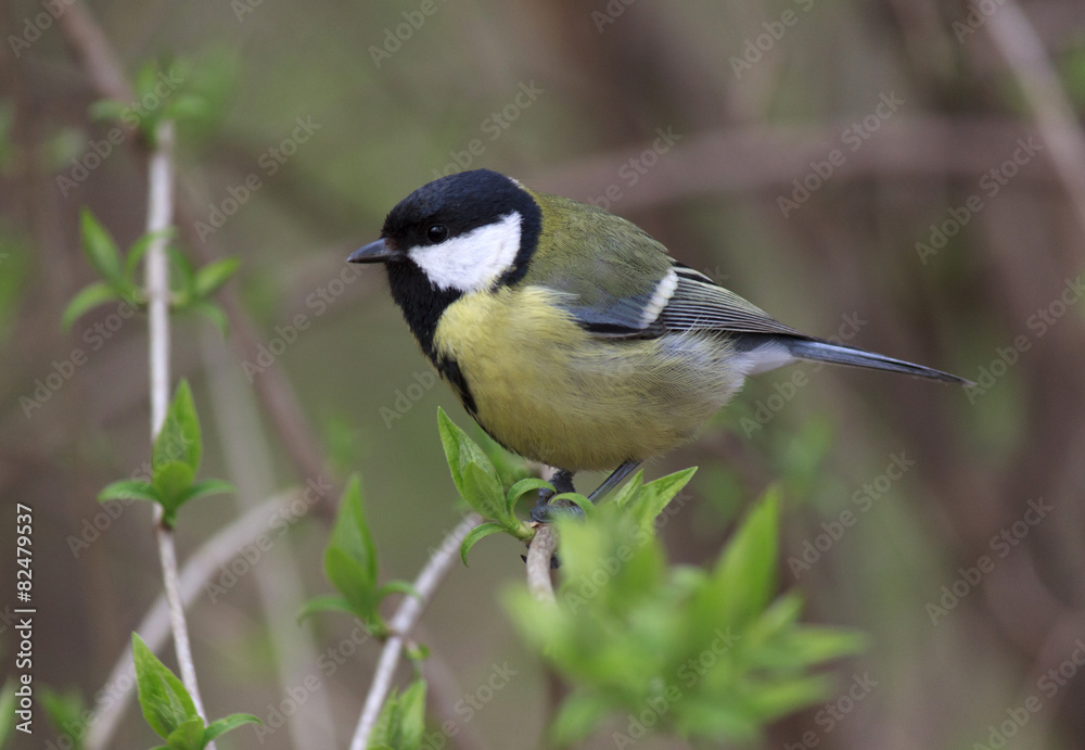 close up of tomtit