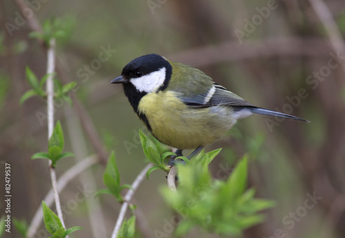 close up of tomtit