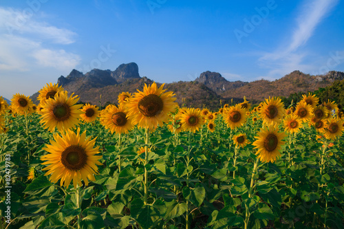 field of blooming sunflowers on blue sky background
