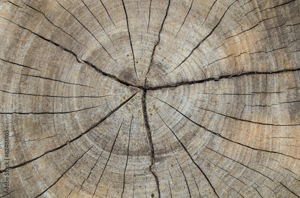 Fototapeta premium Texture of the wood from the trees