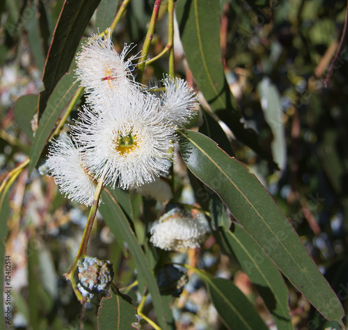 Eucalyptus globulus-Tasmanian blue gum tree