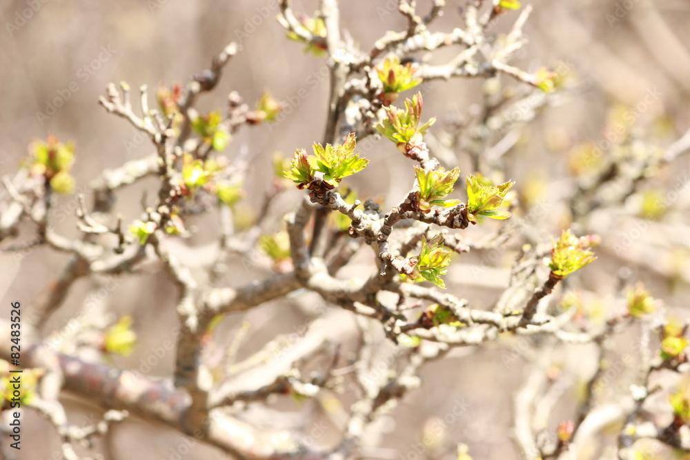 Obraz premium Листья боярышника