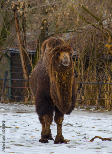 camel on snow photo