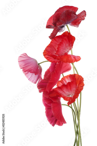 Fototapeta Naklejka Na Ścianę i Meble -  poppy