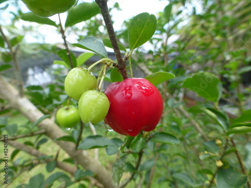 Acerola Früchte (Malpighia glabra) Malpighiaceae Familie. Amazonas, Brasilien photo