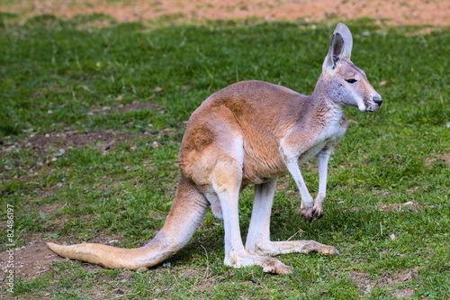 adult female Red Kangaroo, Megaleia rufa,