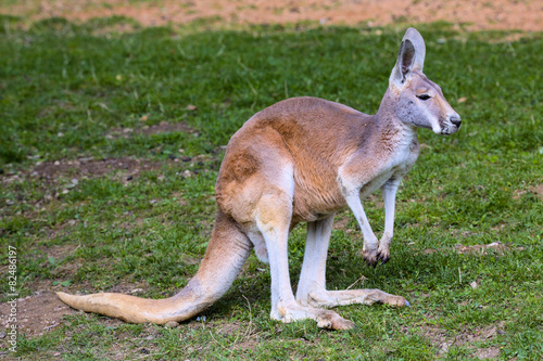 Fotografie adult female Red Kangaroo, Megaleia rufa,