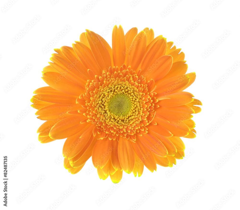 Yellow flower of gerber isolated on white background Yellow flower of gerber isolated on white background