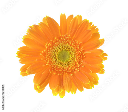 Yellow flower of gerber isolated on white background