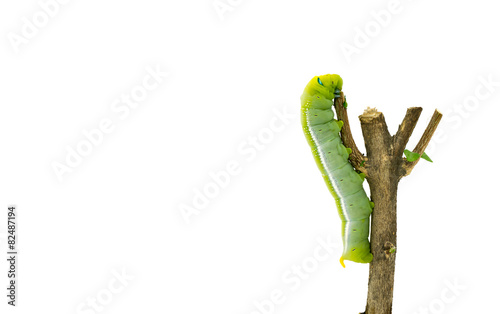 Green Caterpillar on white background