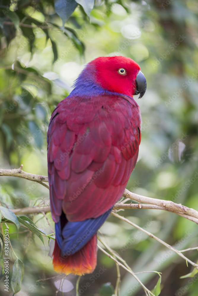 Obraz premium eclectic parrot, eclectus roratus