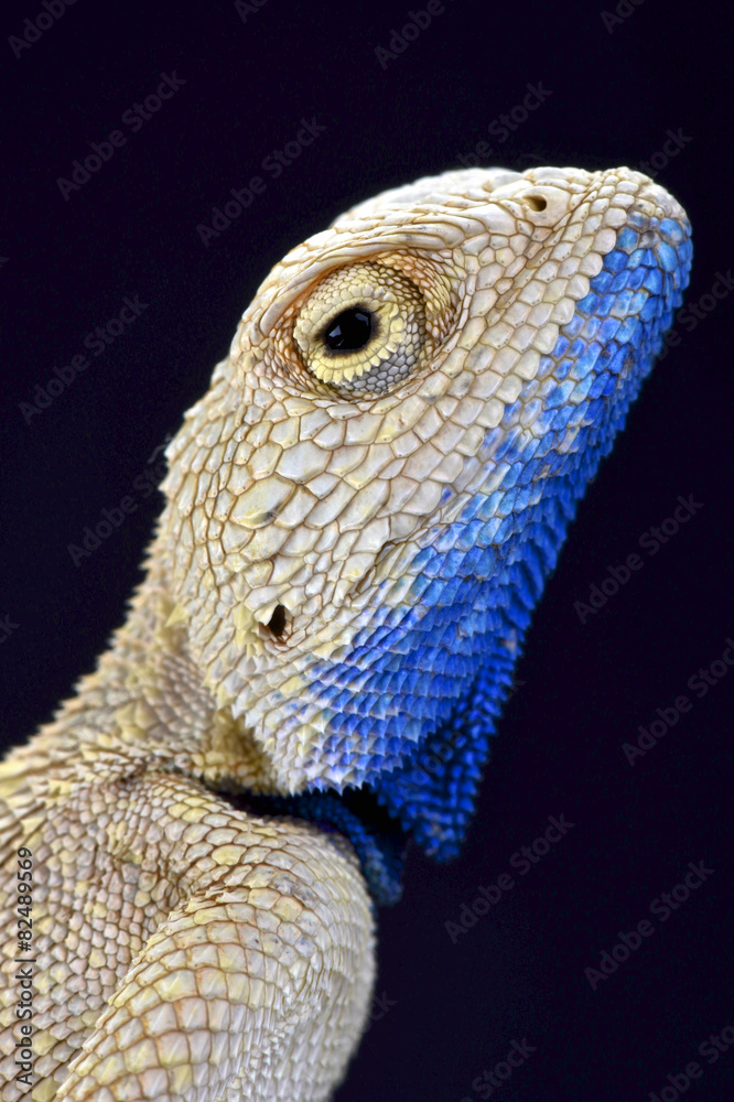 Fototapeta premium The Savigny's agama (Trapelus savignii)