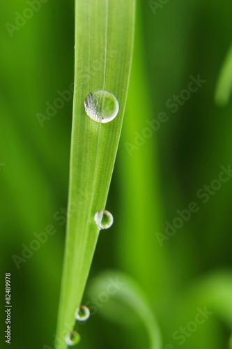 Dew drops on fresh green grass blade