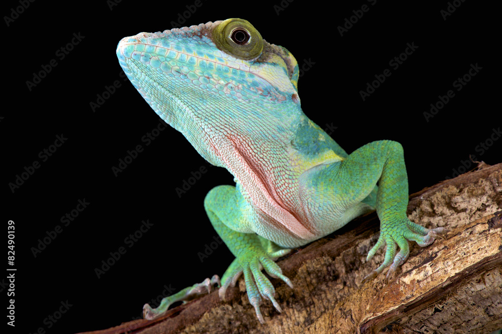 Fototapeta premium Smallwood's anole (Anolis smallwoodi) is one of the biggest Anole species in the world. They are endemic to Guantanamo, Cuba.