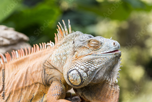 large iguana